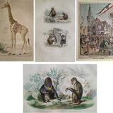 3 zoological engravings & flag of Germany