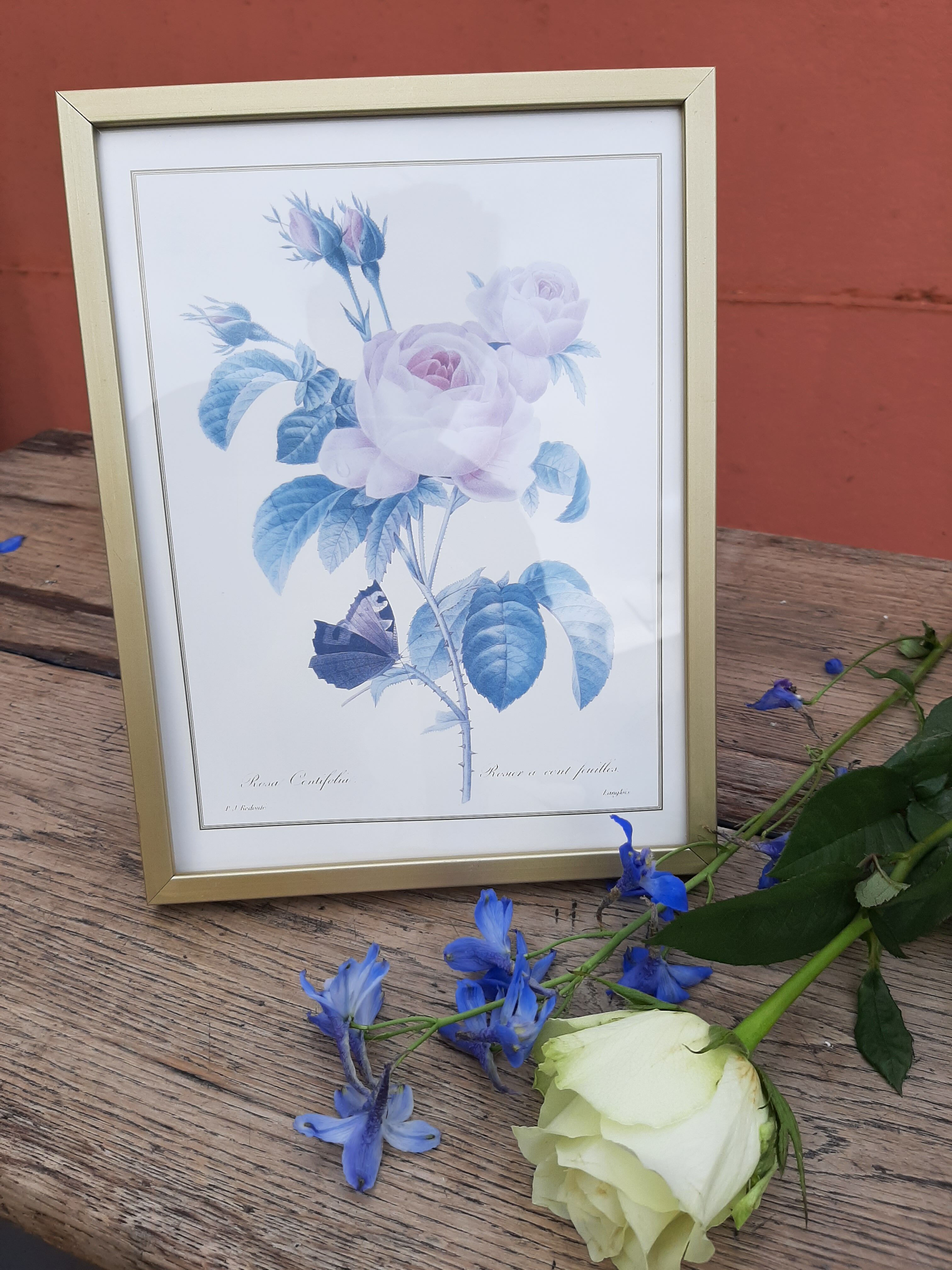 Lithograph Roses de Redouté