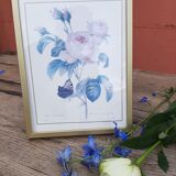 Lithograph Roses de Redouté