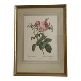 Lithographie Rose Redouté