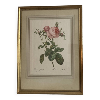 Lithographie Rose Redouté