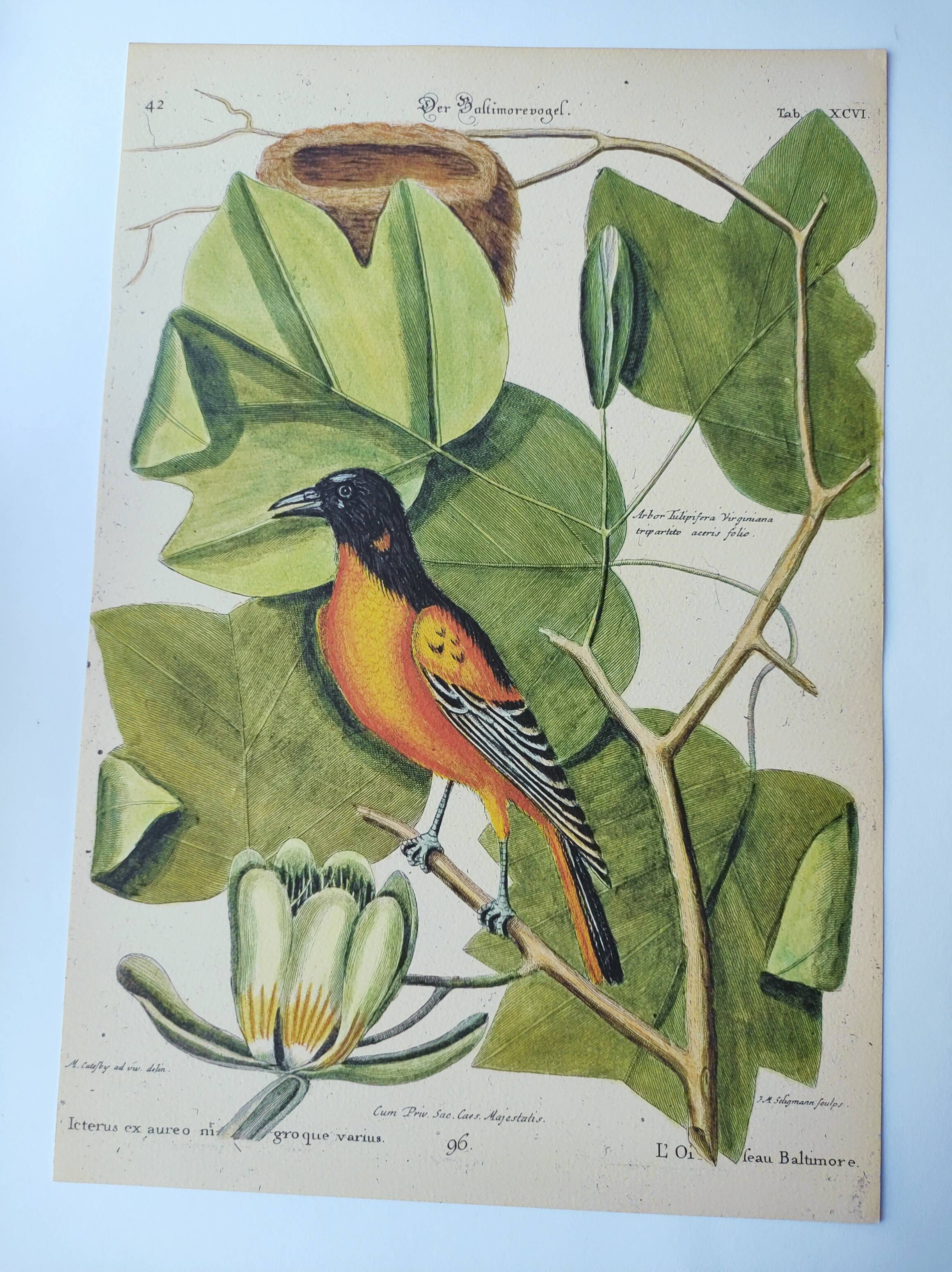 Antique bird engraving - Baltimore bird - Zoological plate by Seligmann & Catesby