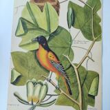 Gravure ancienne oiseau -Oiseau Baltimore- Planche zoologique de Seligmann & Catesby