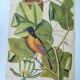 Antique bird engraving - Baltimore bird - Zoological plate by Seligmann & Catesby