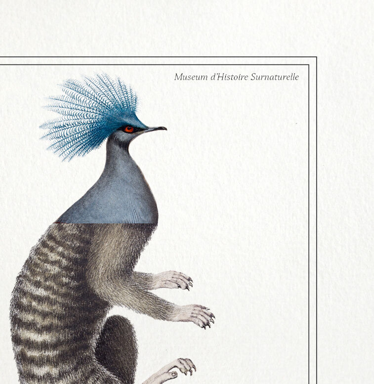 Chimera lithography animal engraving - the ouistigeon