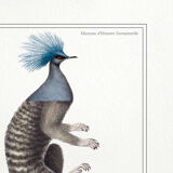 Chimera lithography animal engraving - the ouistigeon