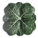 cabbage dish