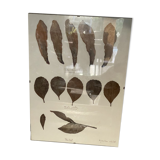 Herbier from Argentina