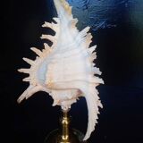 Cabinet of Curiosities 30cm shell on bronze base