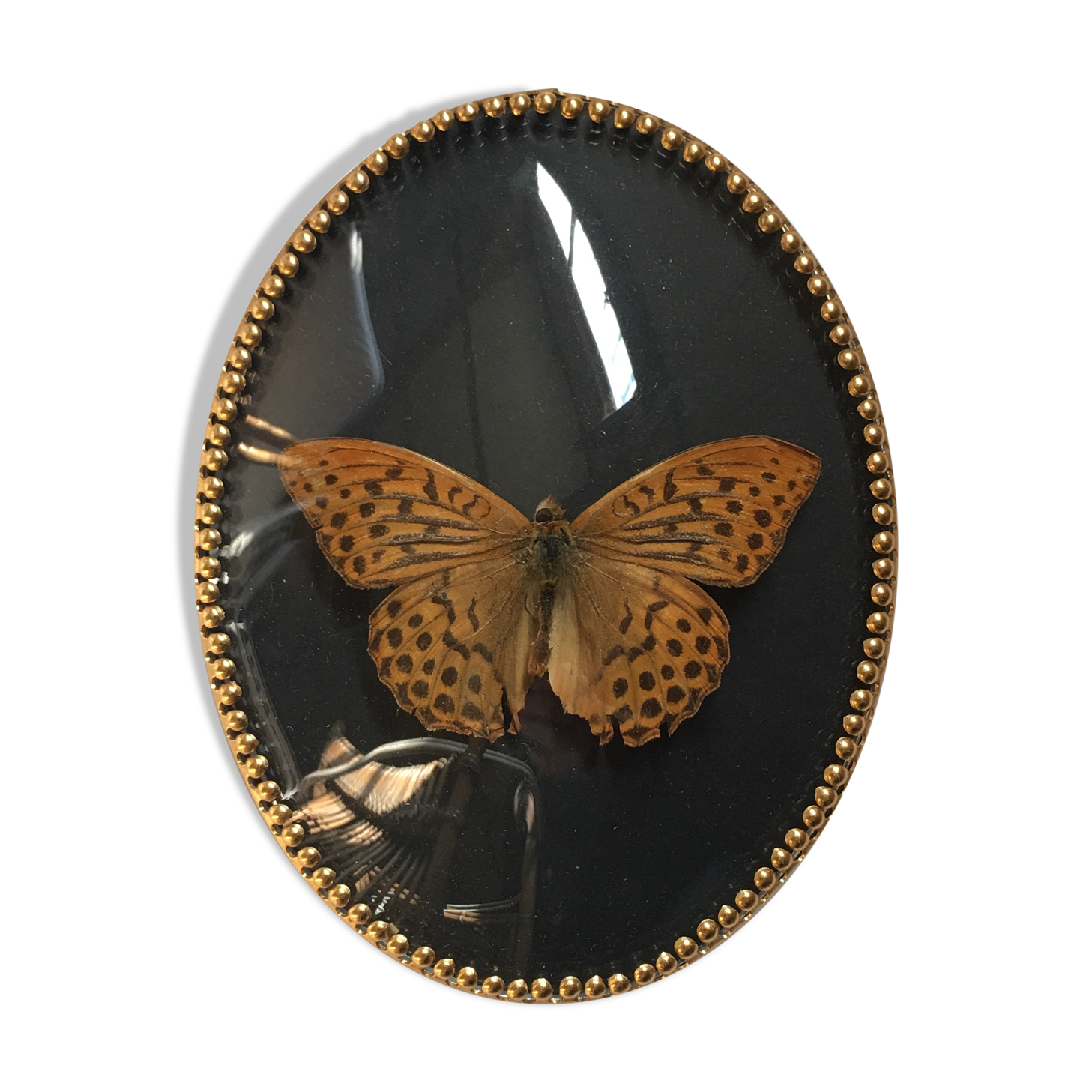 Butterfly under curved frame