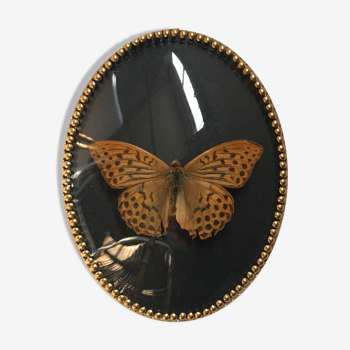 Butterfly under curved frame