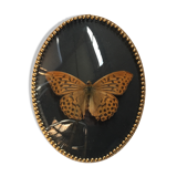Butterfly under curved frame