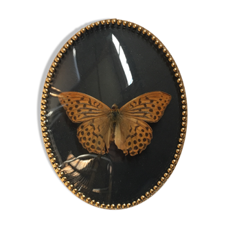 Butterfly under curved frame
