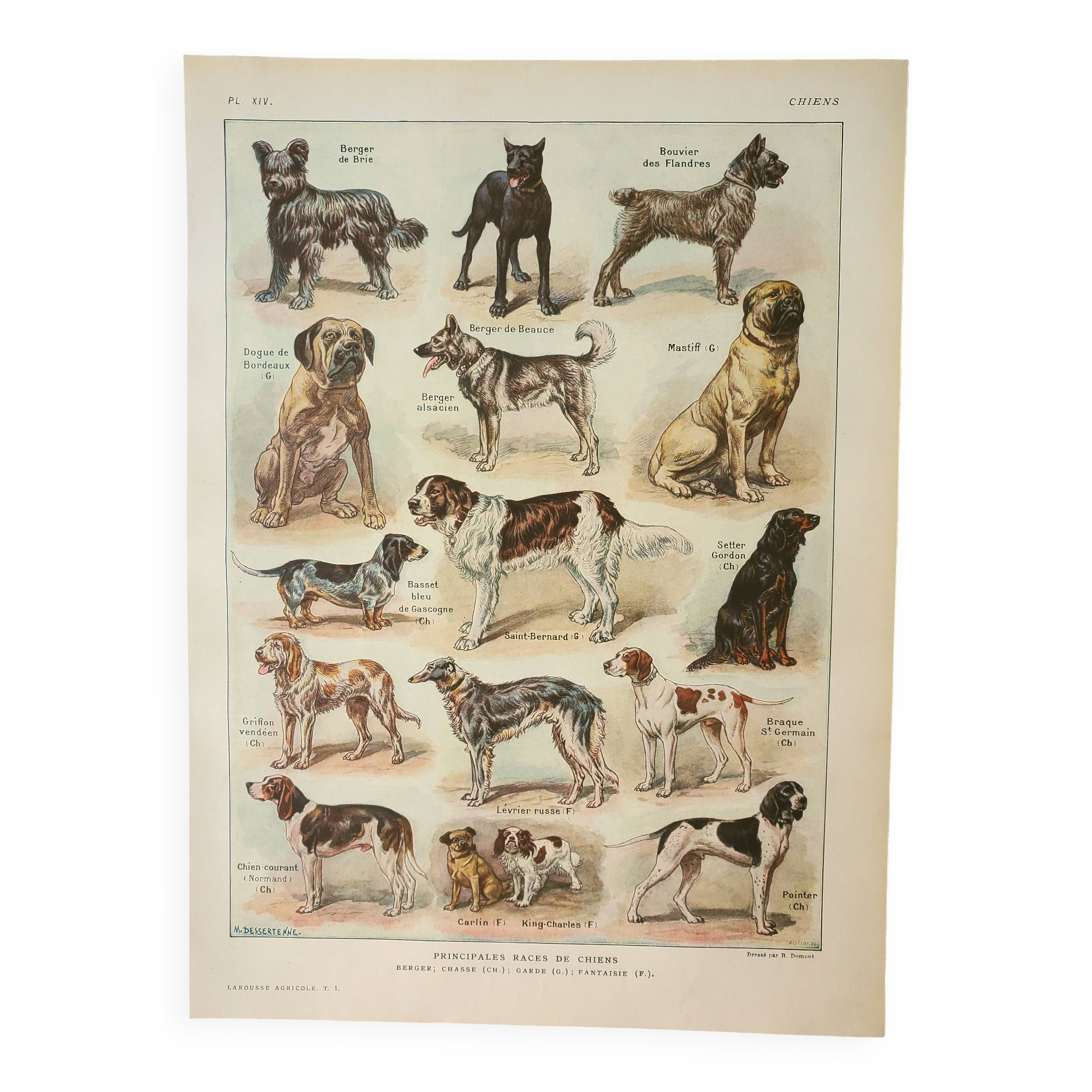 Old lithograph 1922, Dogs, main breeds, shepherd, hunting • Engraving, original illustration