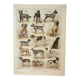 Old lithograph 1922, Dogs, main breeds, shepherd, hunting • Engraving, original illustration