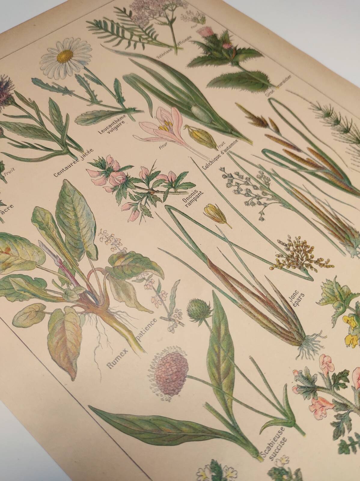 Gravure Originale de 1922 🌿 Flore de Prairie 🌿 Planche ancienne botanique de J.M Dessertene
