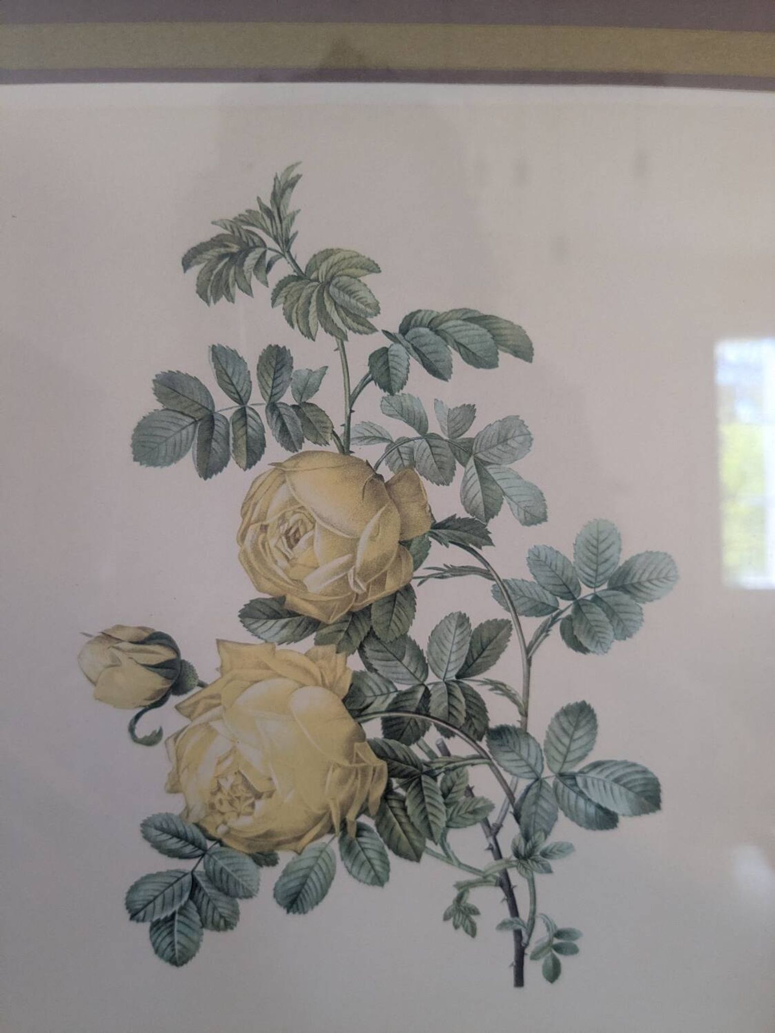 Lithographie rosier jaune de soufre P.J-Redouté