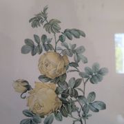 Lithographie rosier jaune de soufre P.J-Redouté