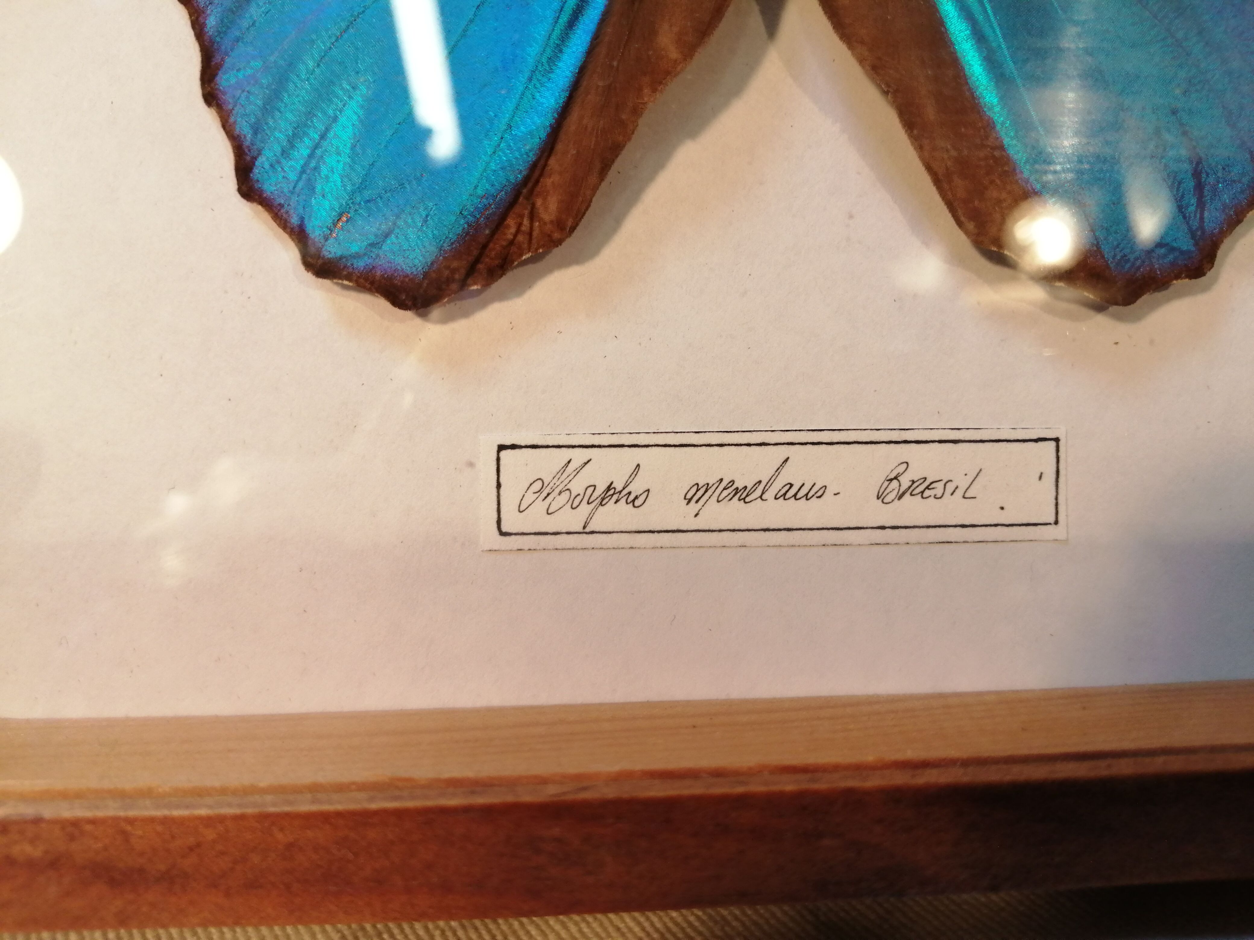 Butterfly frame Morpho Menelaus - Brazil
