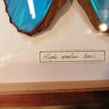 Butterfly frame Morpho Menelaus - Brazil