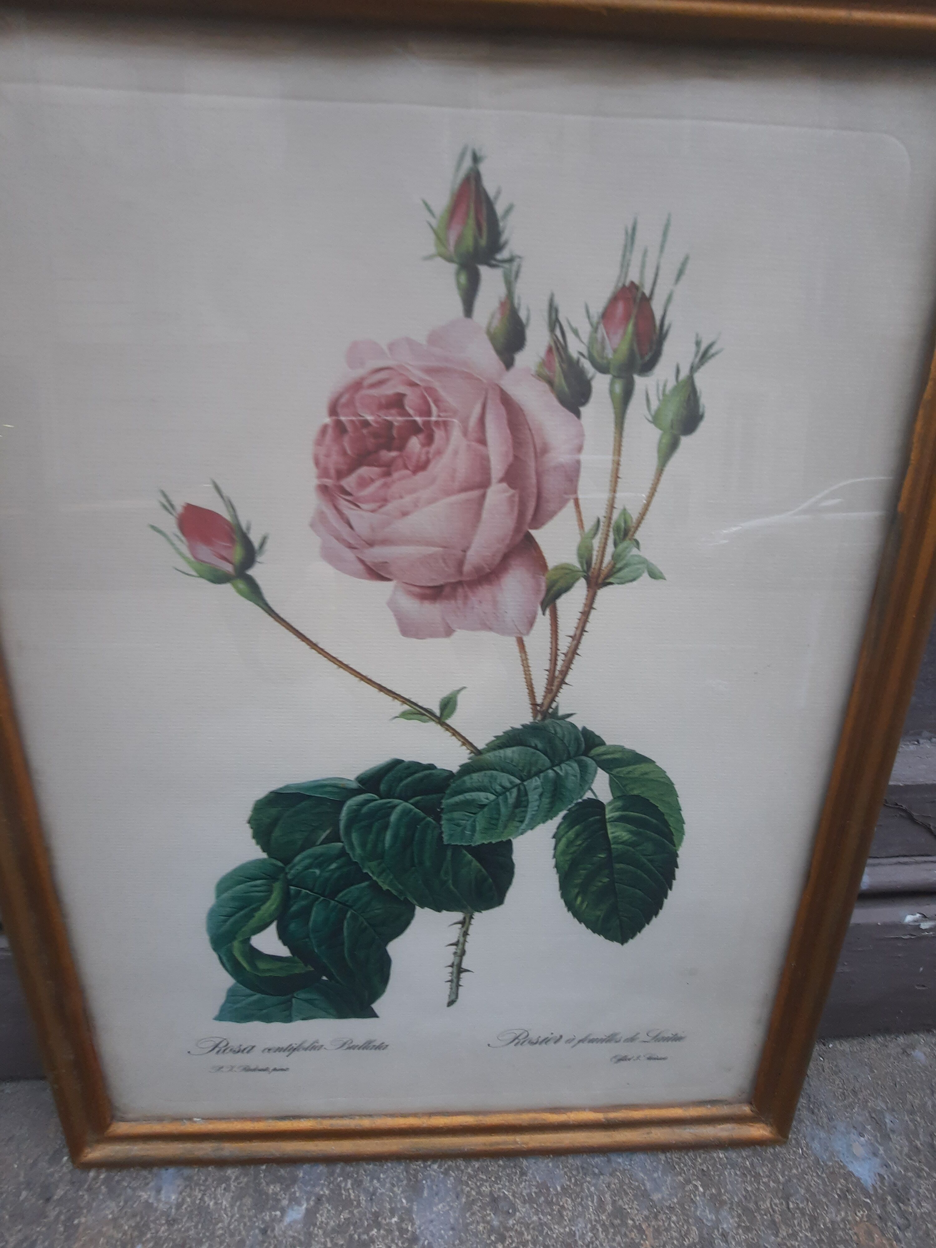 Pink botanical board