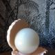 Lampe coquillage rose saumon