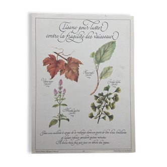 Botanical plank "Tisane to combat the fragility of the vessels"