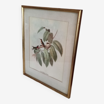 Framed bird engraving