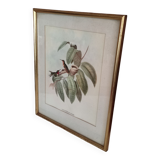 Gravure oiseaux encadrée