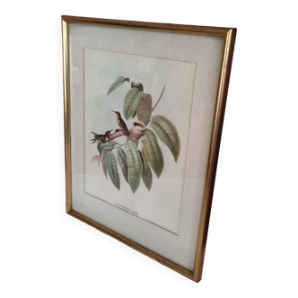 Gravure oiseaux encadrée
