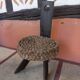 Wooden wooden chair vintage rush 1960