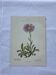 French botanical plate 18th century double-sided