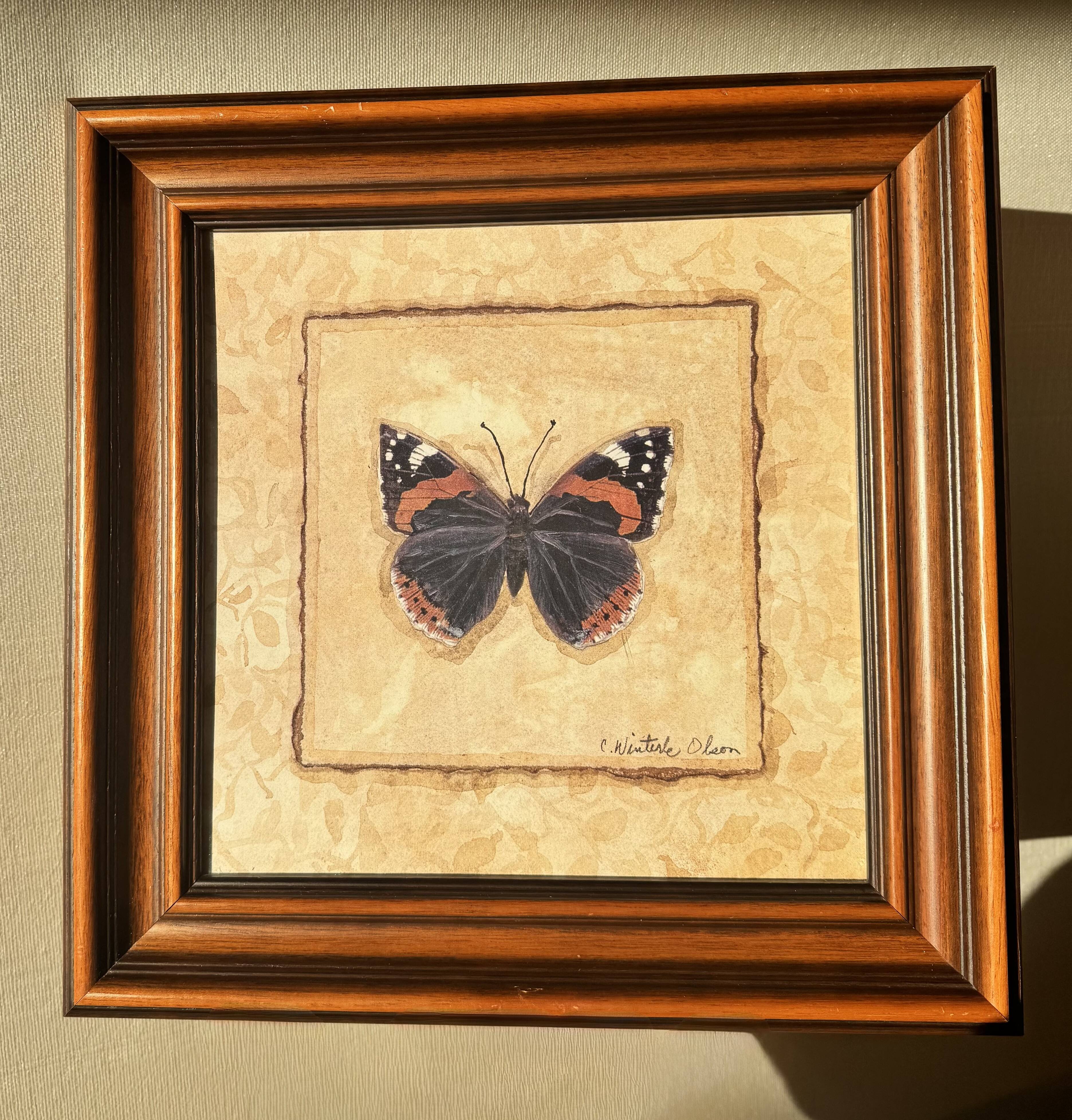 Framed naturalistic illustration of a butterfly, 36 x 36 cm.