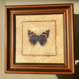 Framed naturalistic illustration of a butterfly, 36 x 36 cm.