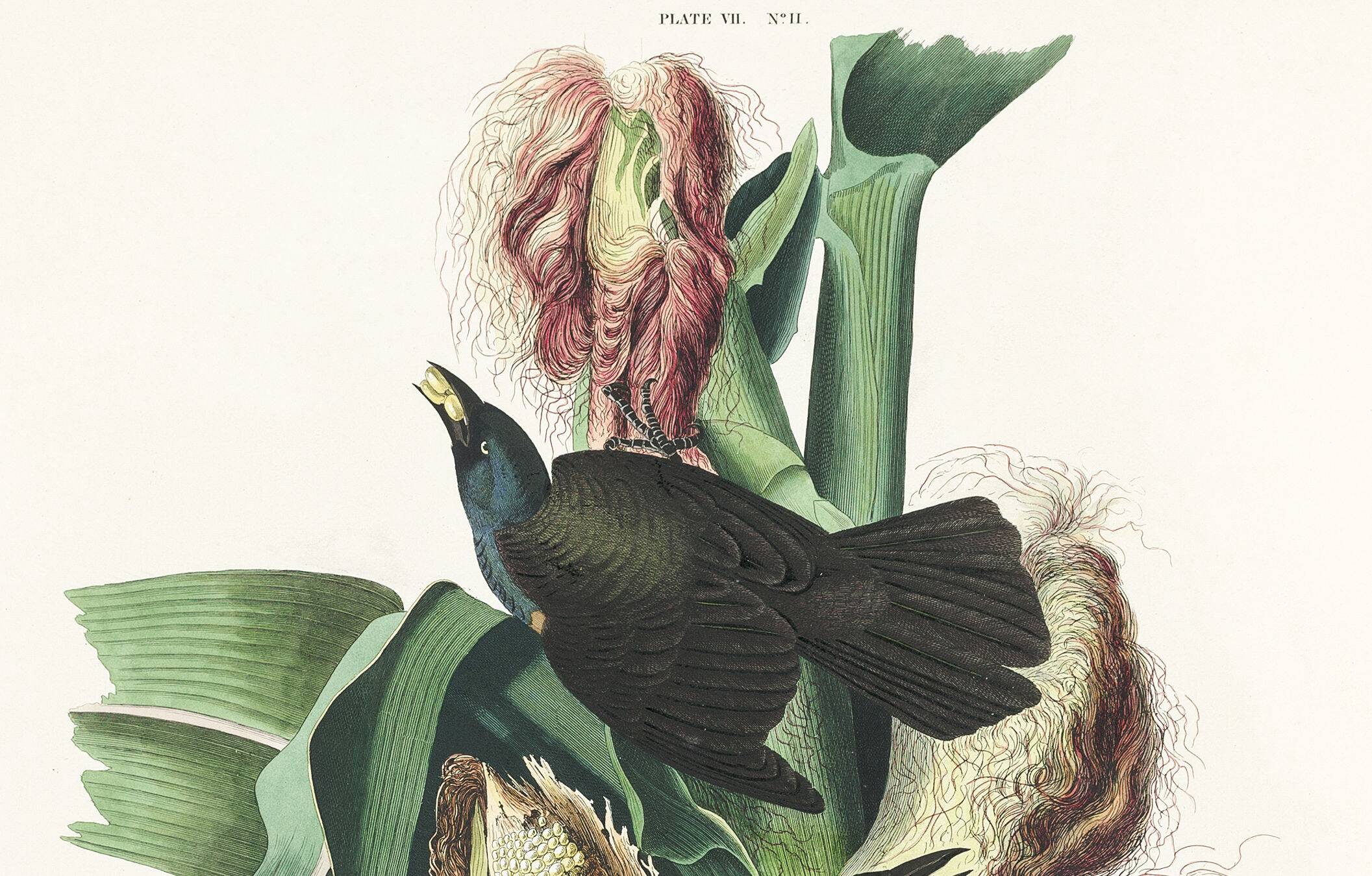 Poster about the Bronze Grackle, after an old engraving from 1827.