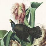 Poster about the Bronze Grackle, after an old engraving from 1827.