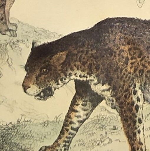 Original zoological plate of 1839 "leopard"