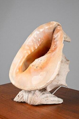 Vintage Shell Lamp