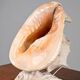 Vintage Shell Lamp