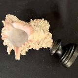 Old Murex conch shell on turned wooden base Napoleon III vintage cabinet of curiosities