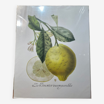 Risso Citrus Lithograph