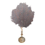 Cabinet of Curiosities gorgon gorgonia flabellum on base