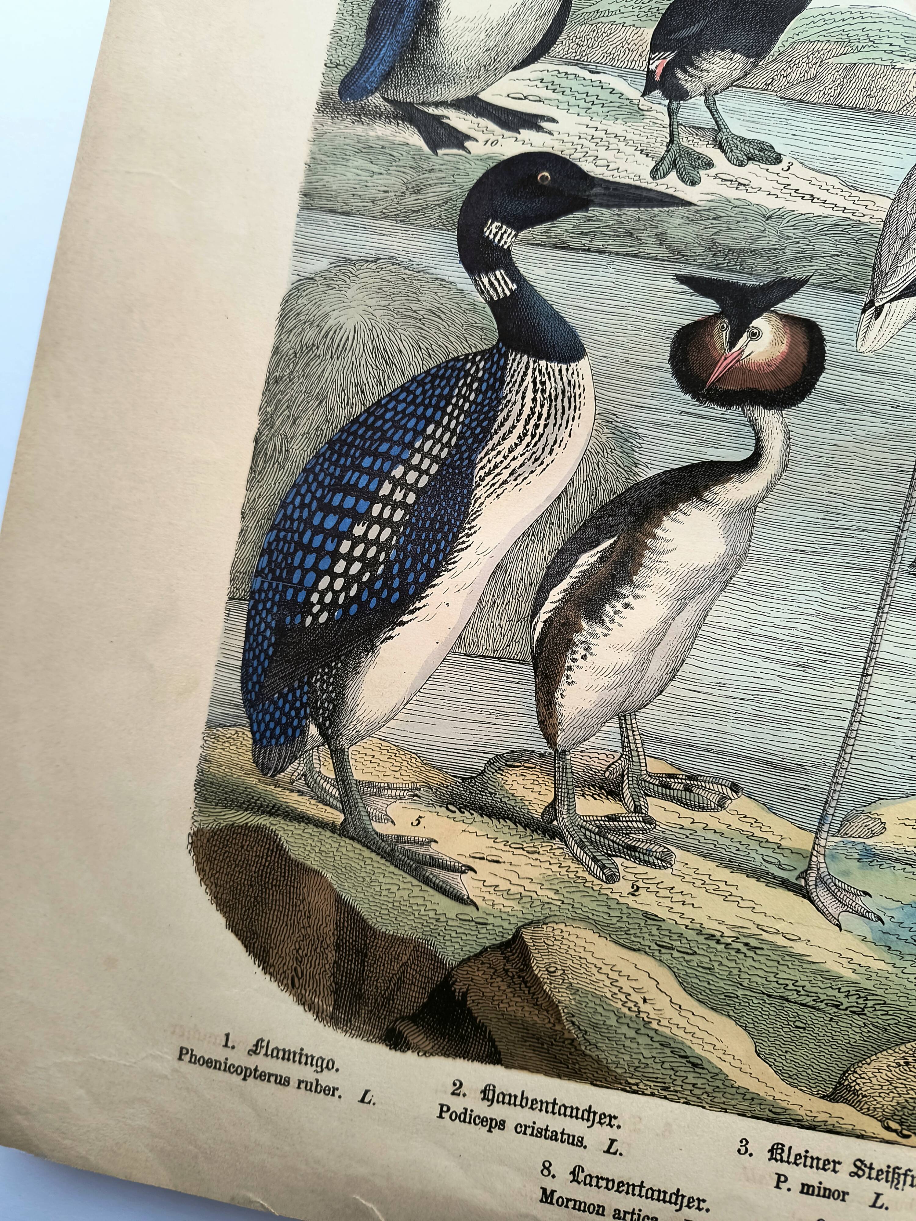 Engraving from 1886. Seabirds. Antique lithograph.