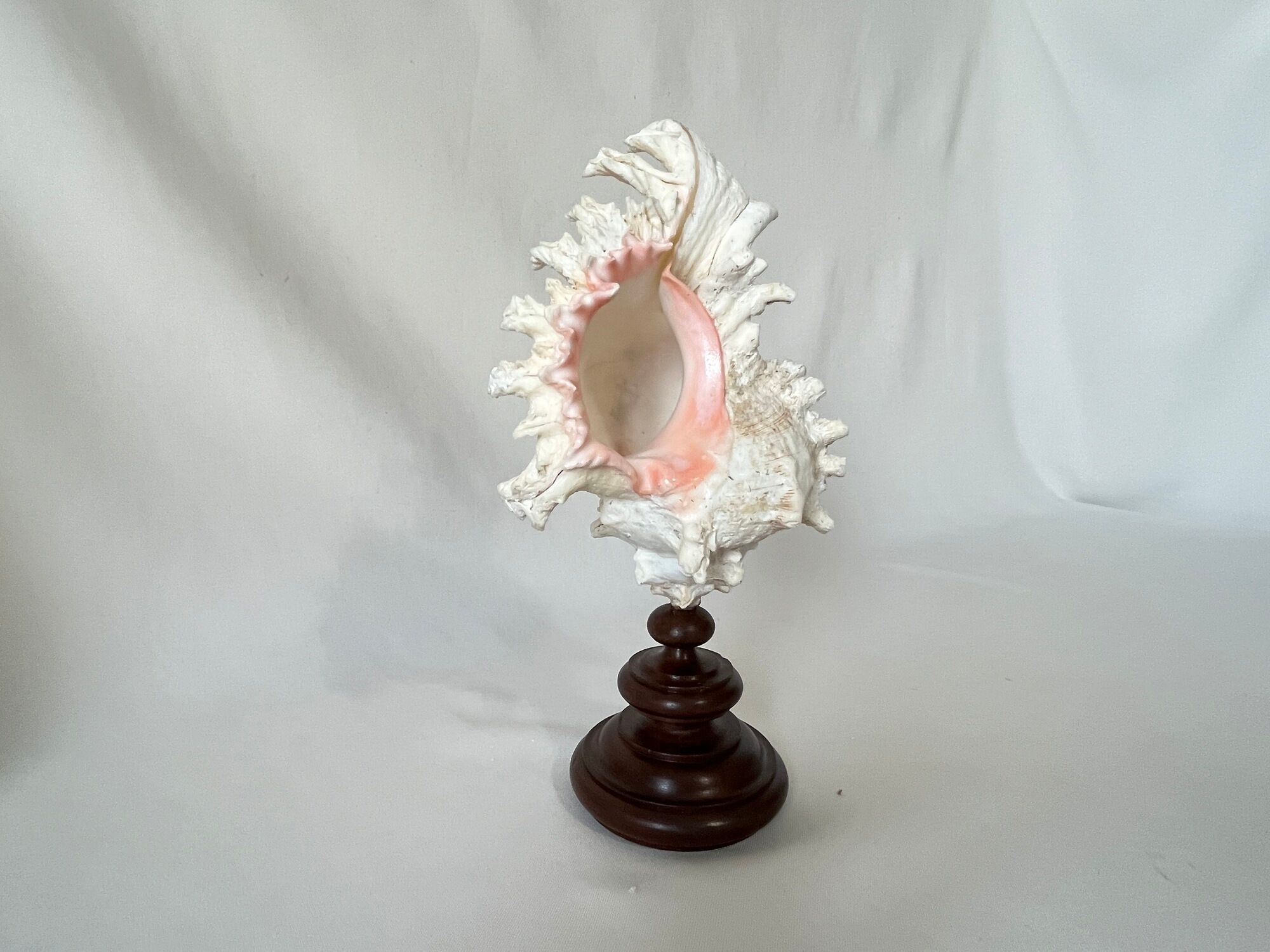 Murex Ramosus shell on turned wooden boxwood base old cabinet of curiosities