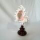 Murex Ramosus shell on turned wooden boxwood base old cabinet of curiosities