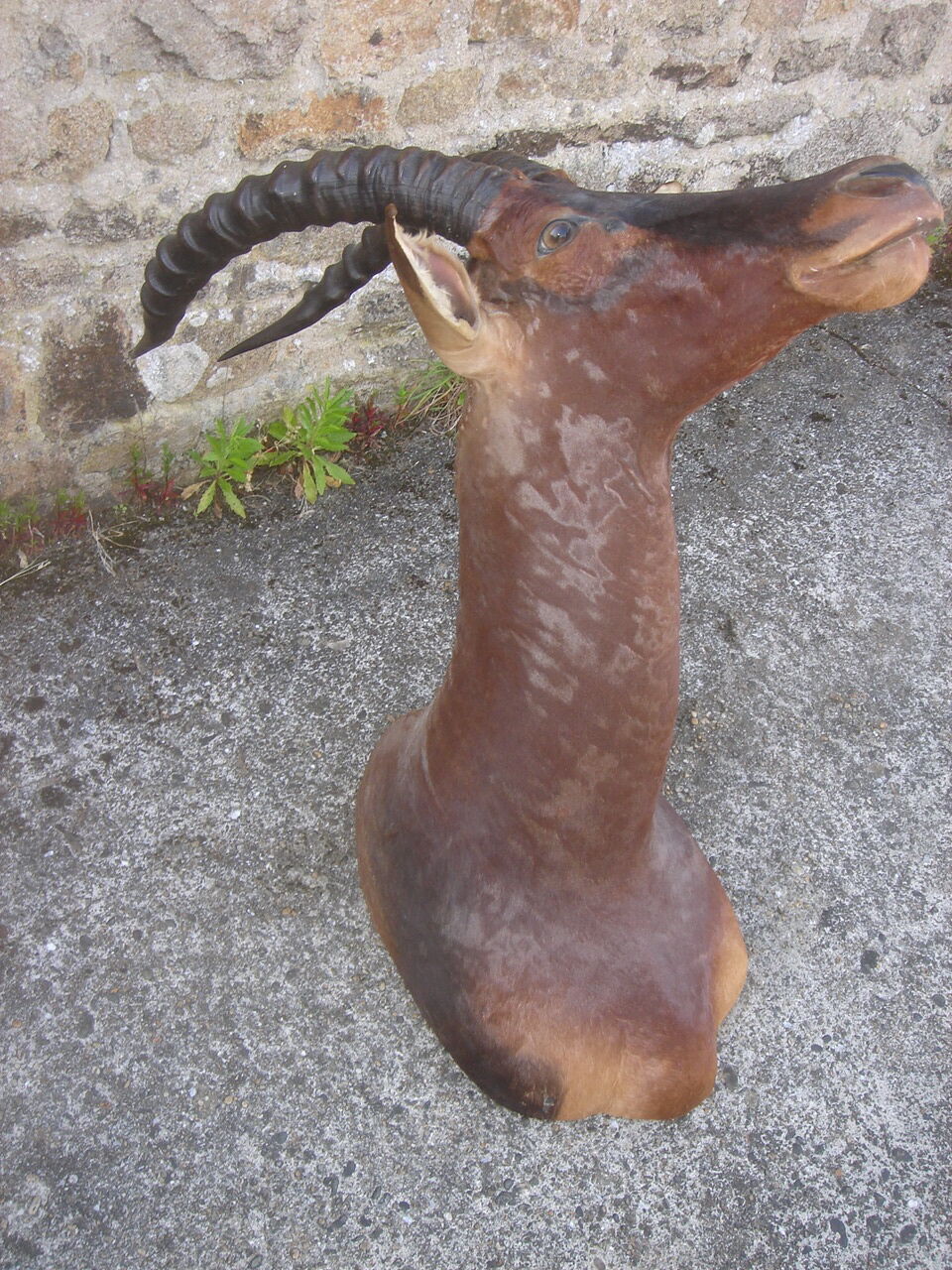 Hunting trophy: African Damalisque gazelle