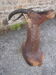 Hunting trophy: African Damalisque gazelle