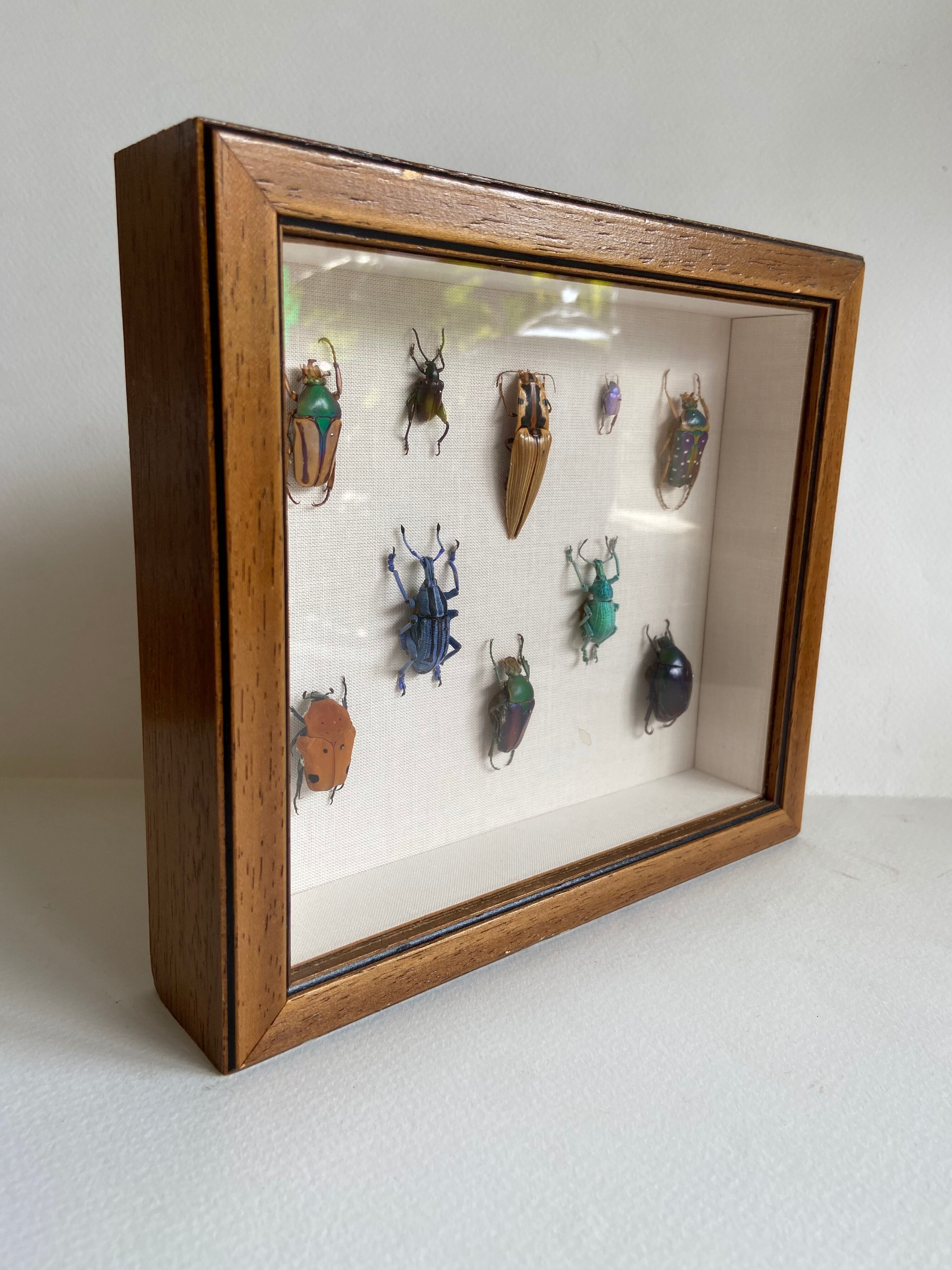 Framed naturalized insects