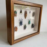 Framed naturalized insects