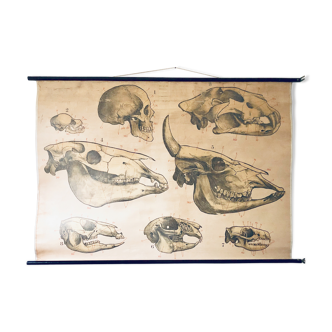 School plate poster by Hagemann (Säugetiere) mammals No 221